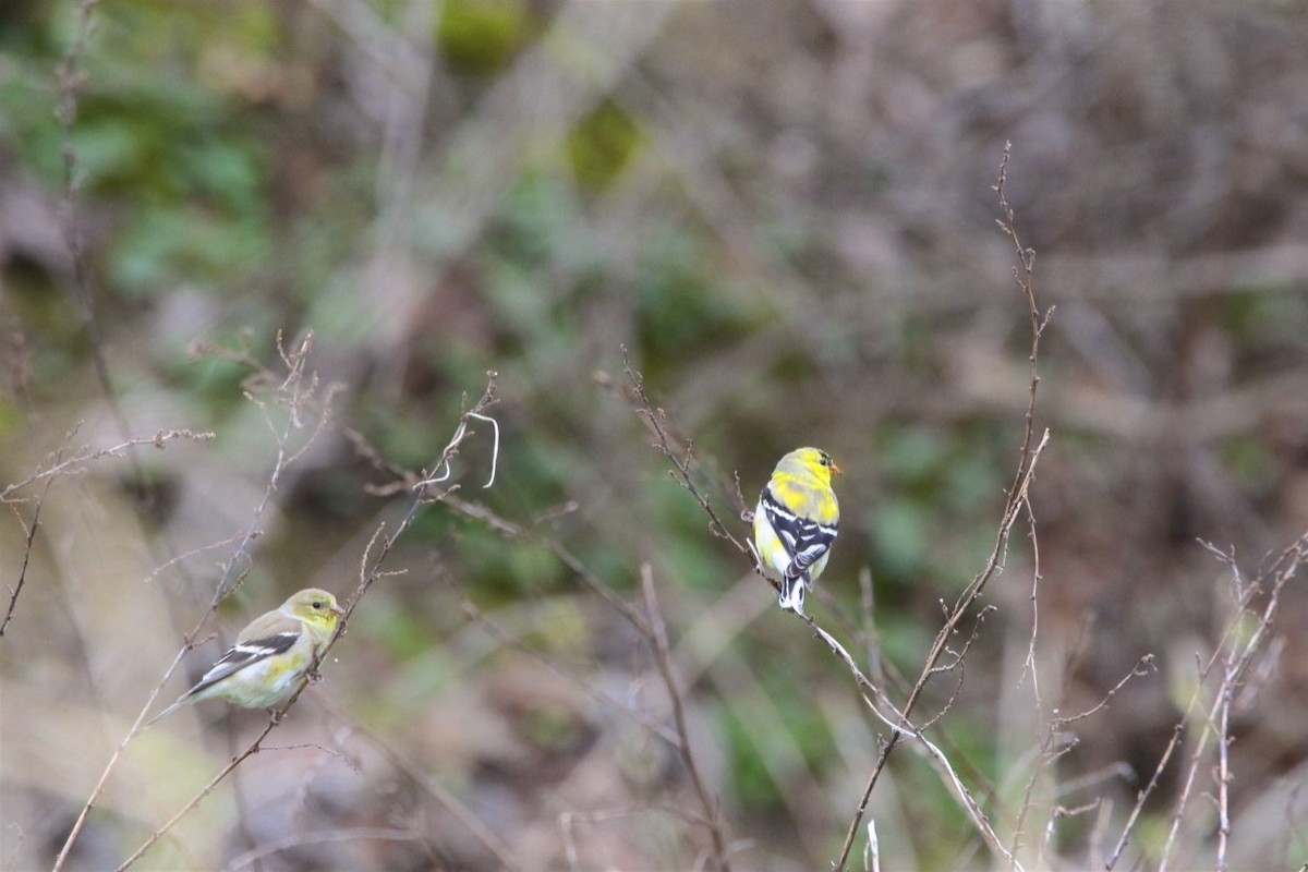 American Goldfinch - Vickie Baily