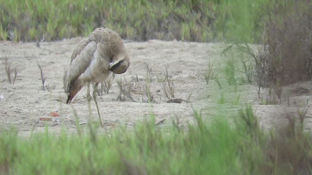 Peruvian Thick-knee - ML219596241