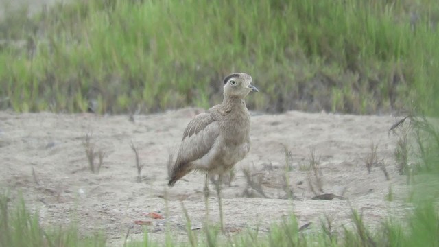 Peruvian Thick-knee - ML219596501