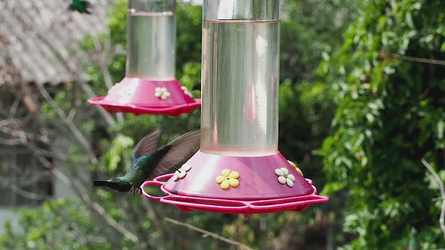 kolibřík tropický - ML219596671