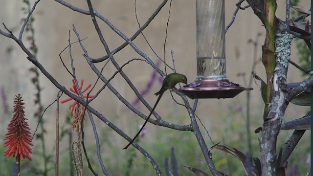 Colibrí Colilargo Mayor - ML219597151