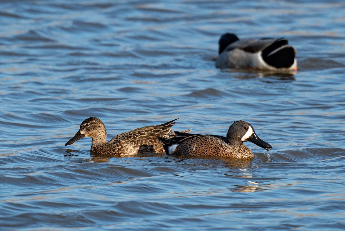 Blue-winged Teal - ML219597271