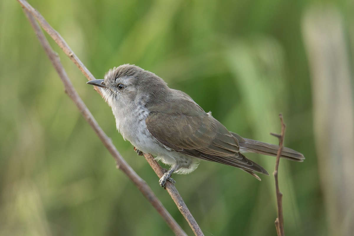 Little Bronze-Cuckoo - ML219597291