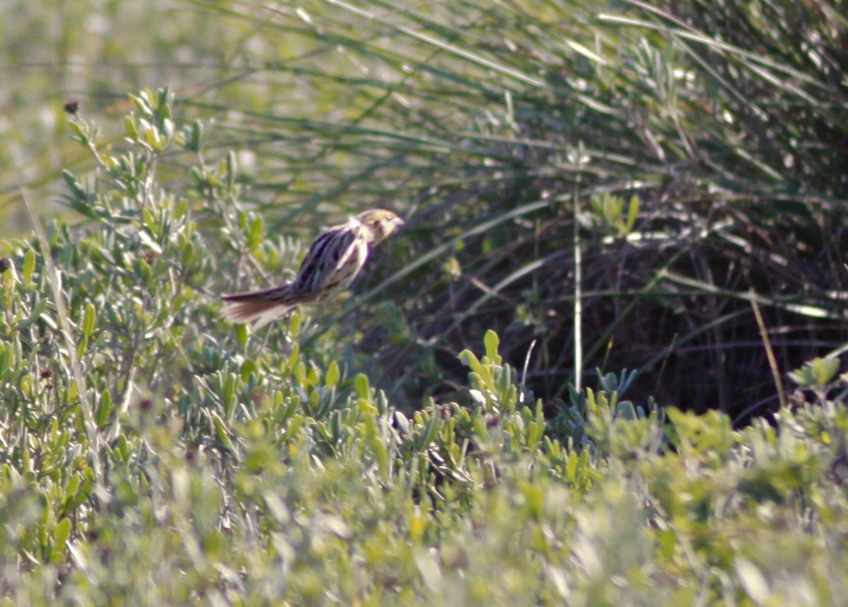 LeConte's Sparrow - ML219598451