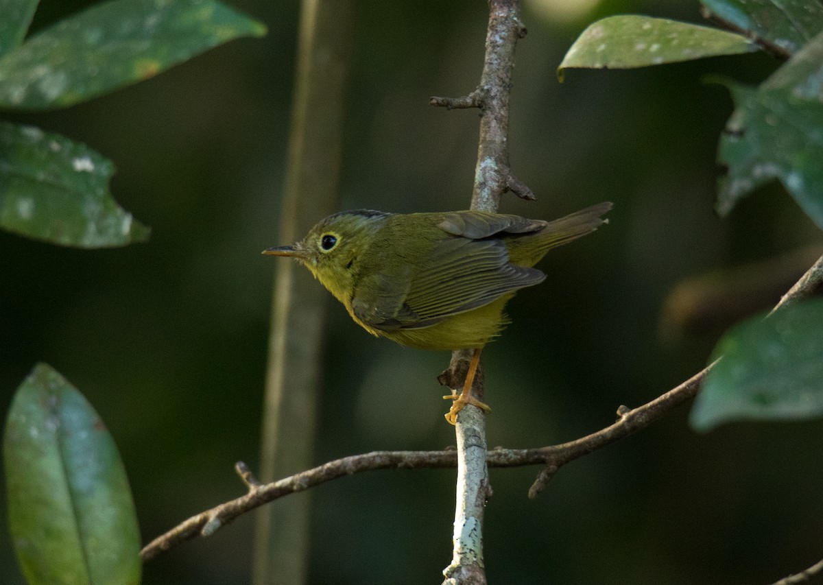 Alström's Warbler - Wich’yanan Limparungpatthanakij