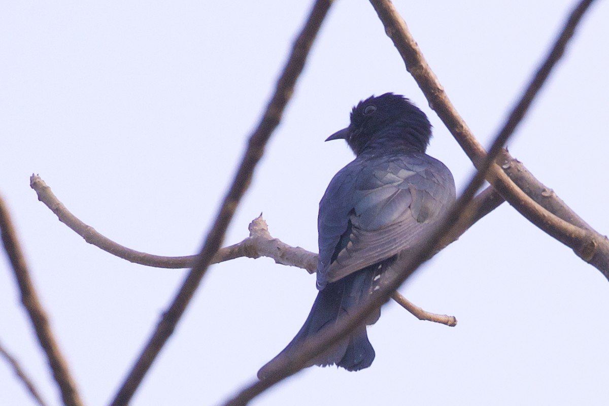 Square-tailed Drongo-Cuckoo - ML219600911