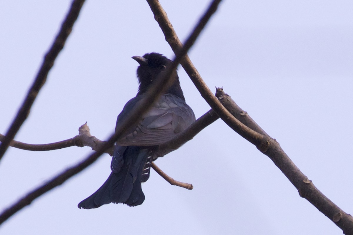 Square-tailed Drongo-Cuckoo - ML219600921