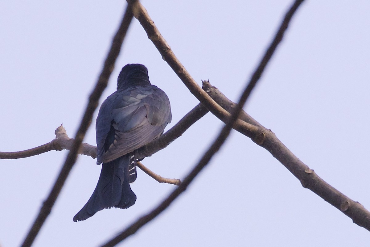 Square-tailed Drongo-Cuckoo - ML219600931