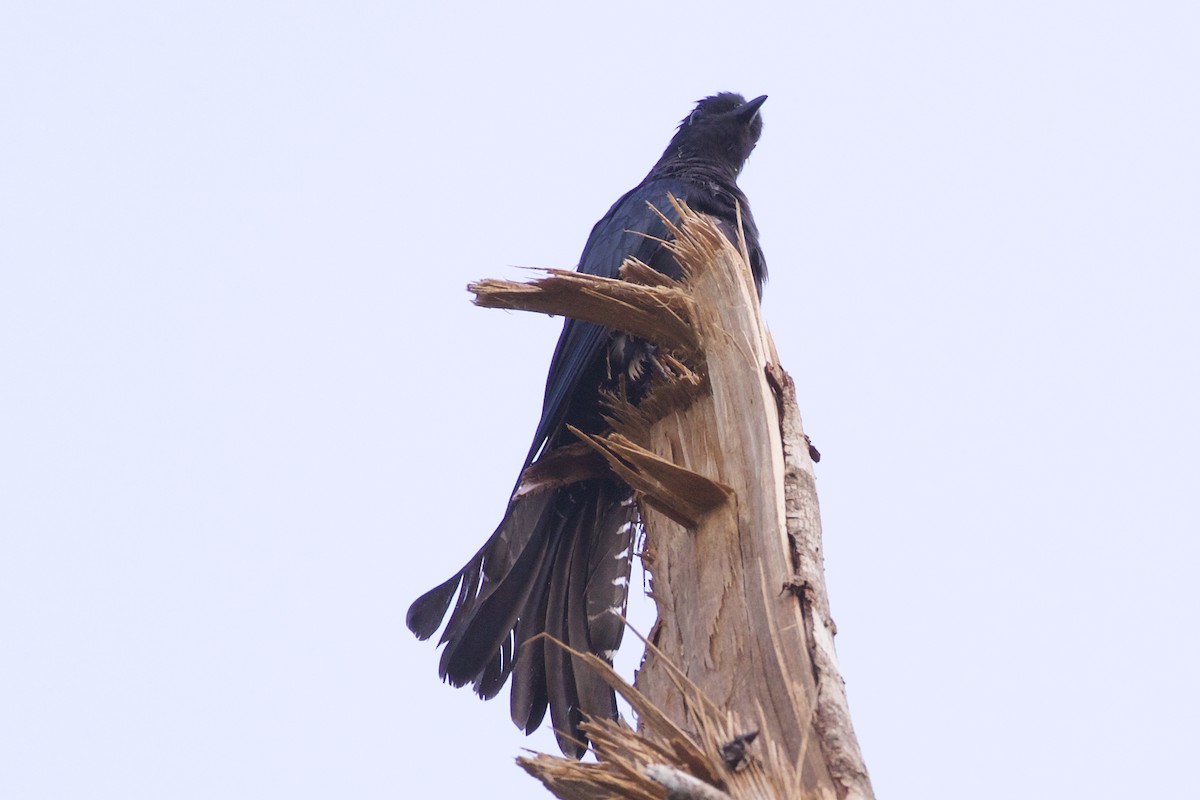 Square-tailed Drongo-Cuckoo - ML219600951