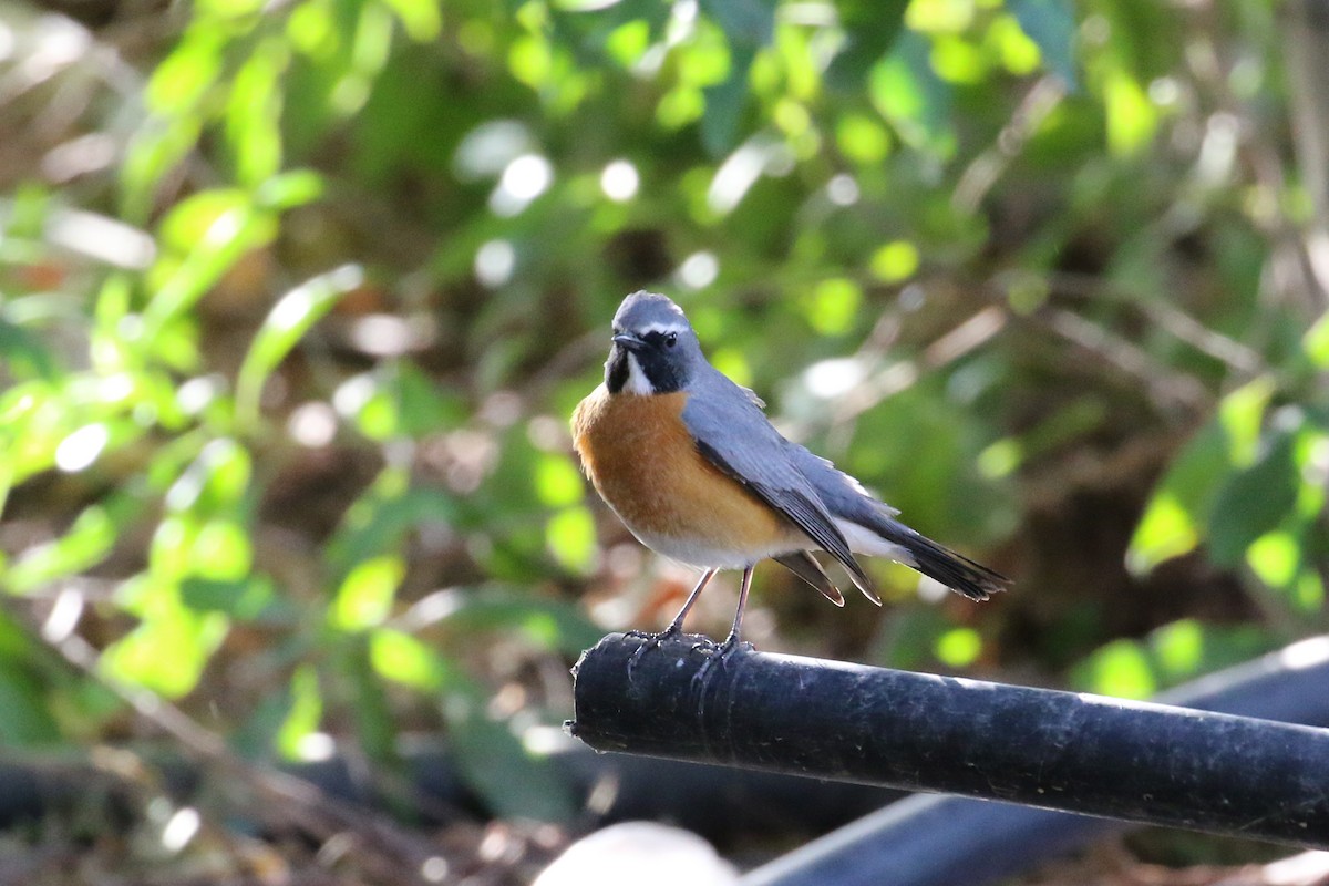 White-throated Robin - ML219602601