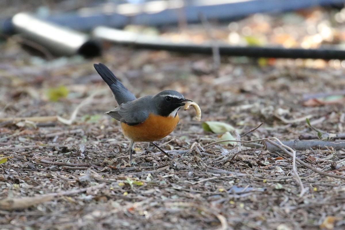 White-throated Robin - ML219602761