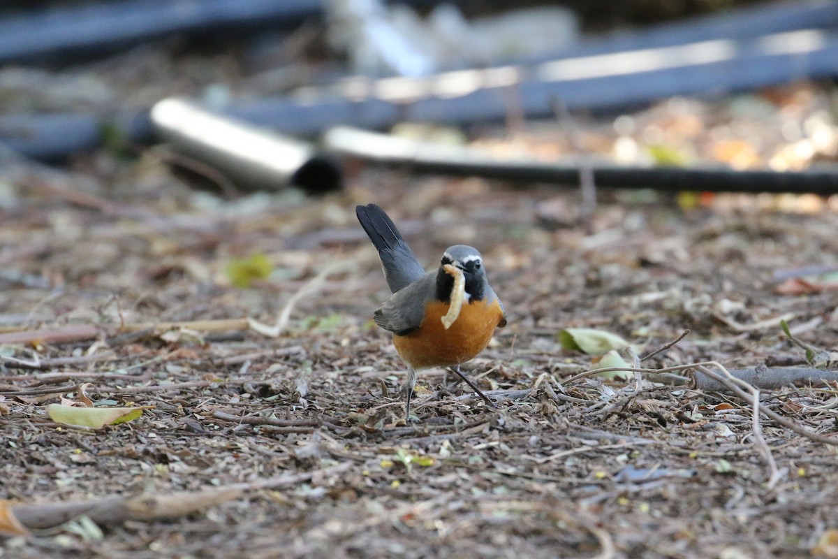 White-throated Robin - ML219602831