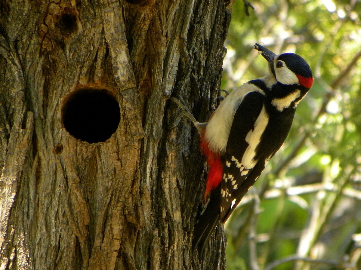 Great Spotted Woodpecker - ML219603921