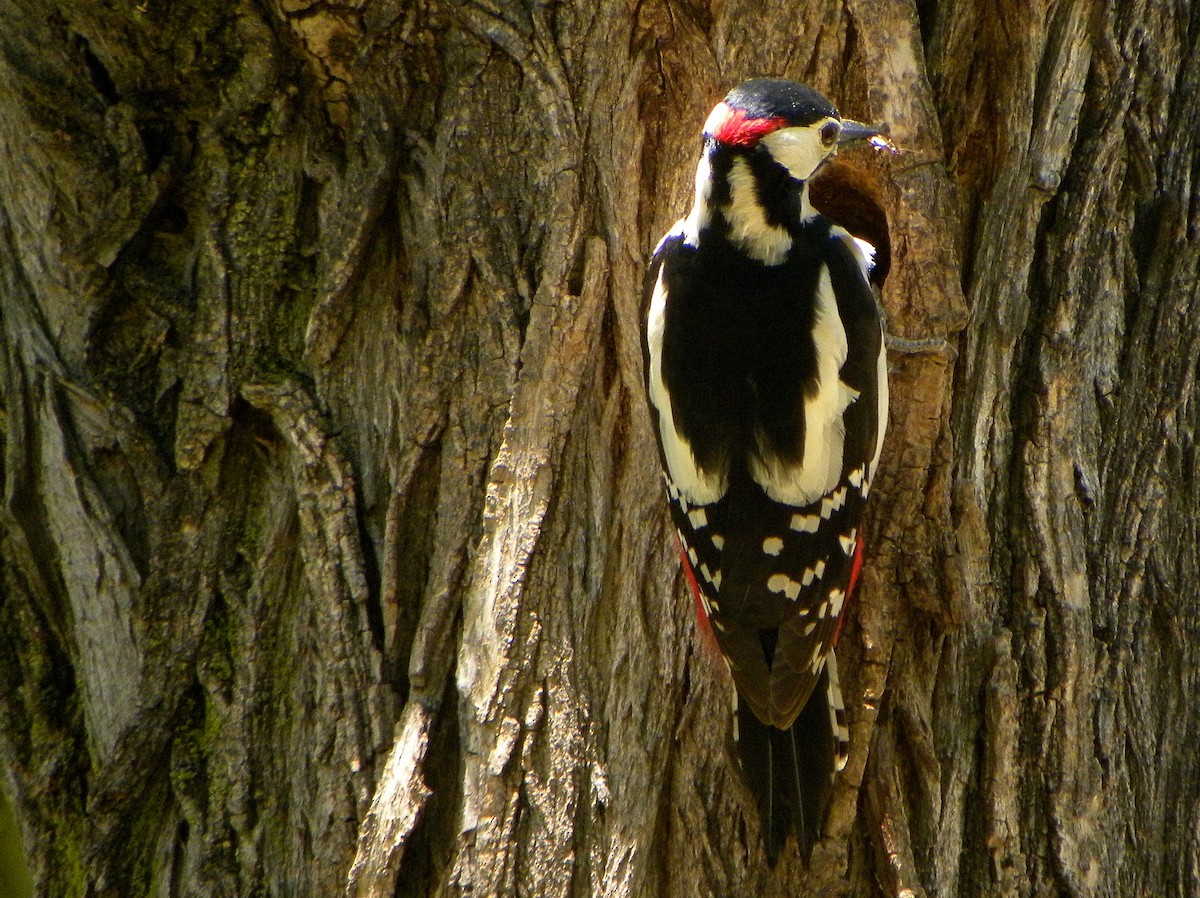 Great Spotted Woodpecker - ML219603951