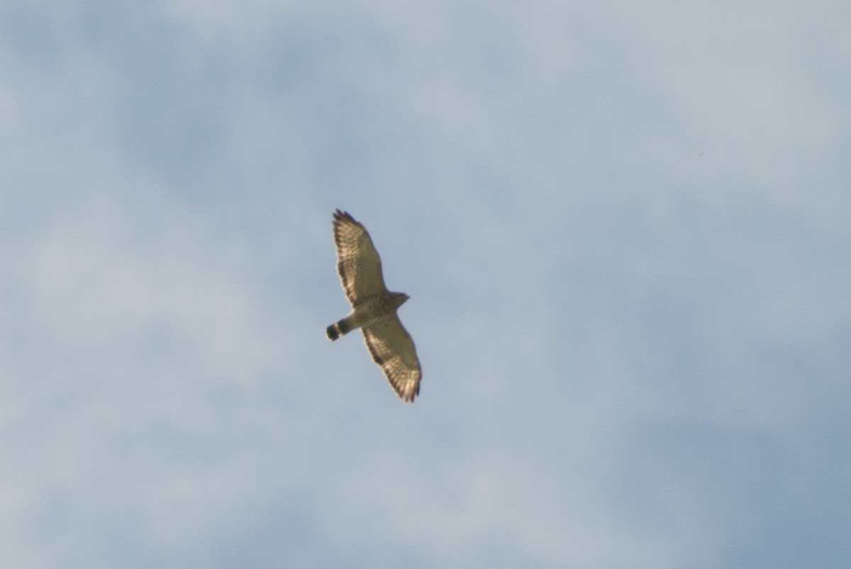 Broad-winged Hawk - Stephen Ramirez