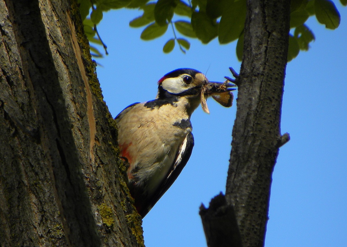 Great Spotted Woodpecker - ML219604481