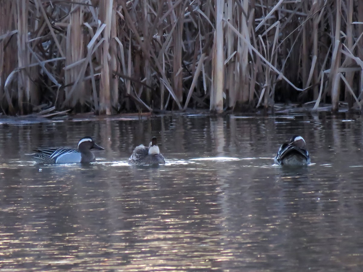 Garganey - ML219604521