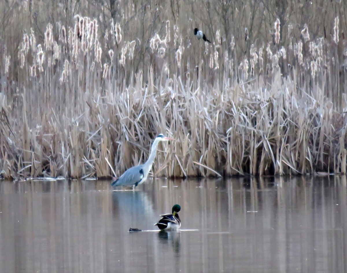 Gray Heron - ML219604551