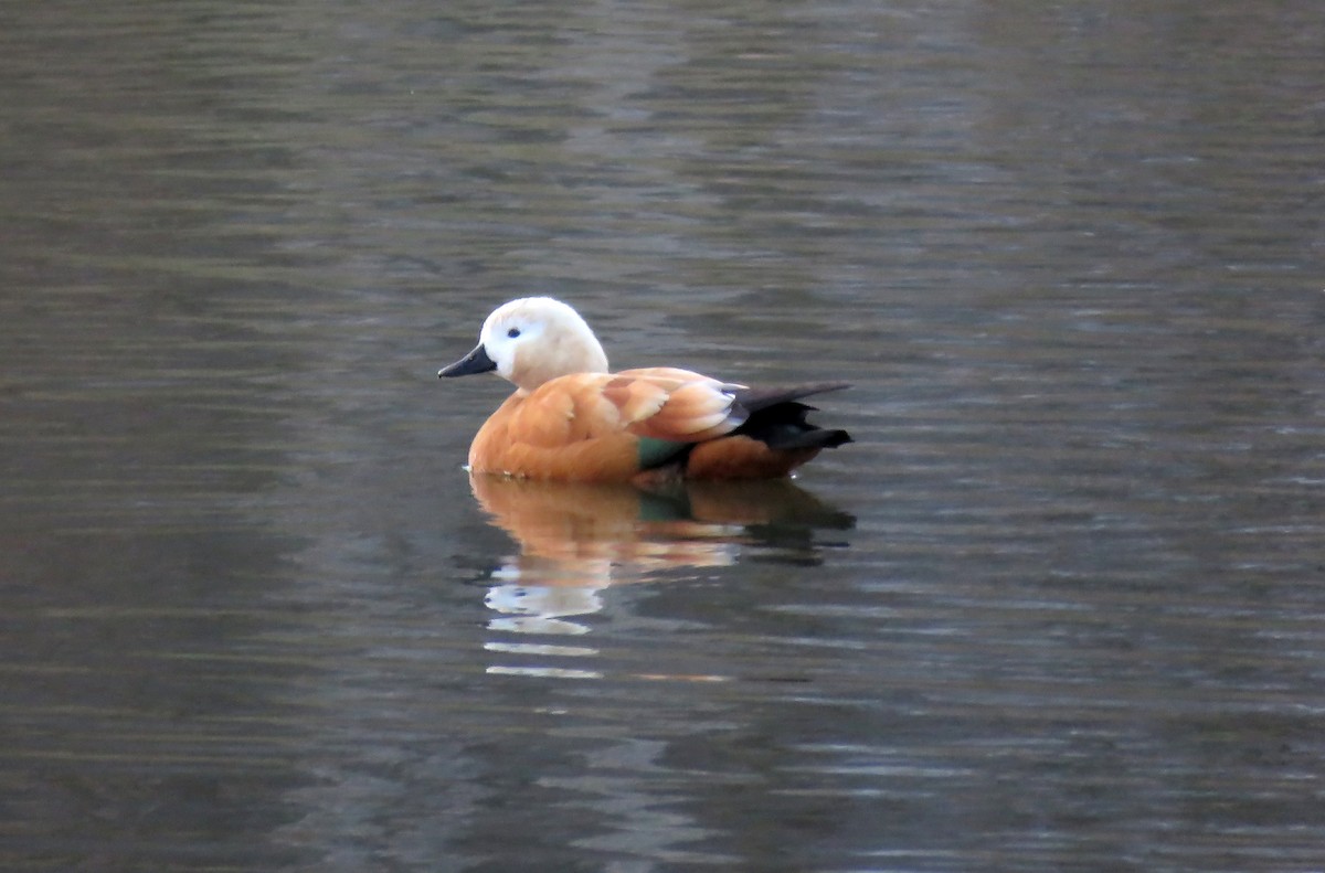 Ruddy Shelduck - ML219604581