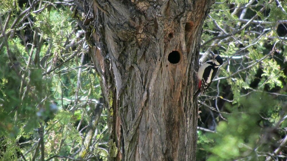 Great Spotted Woodpecker - ML219604731