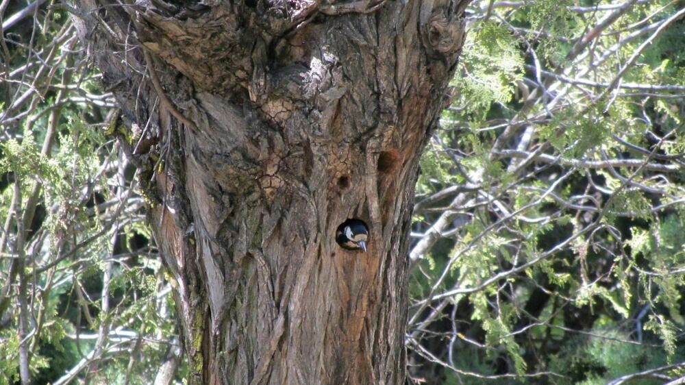 Great Spotted Woodpecker - ML219604741