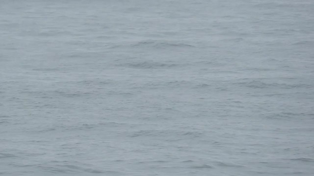 tučňák Humboldtův - ML219605141
