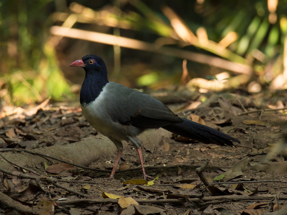 Coral-billed Ground-Cuckoo - ML219605241