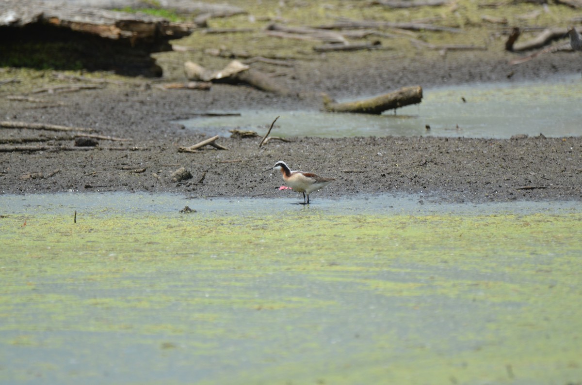 Wilson's Phalarope - Jeff Sexton