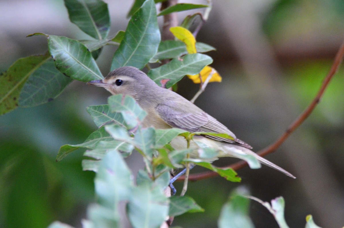 Vireo Gorjeador - ML219606561