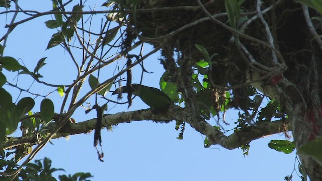 Chestnut-tipped Toucanet - ML219608551