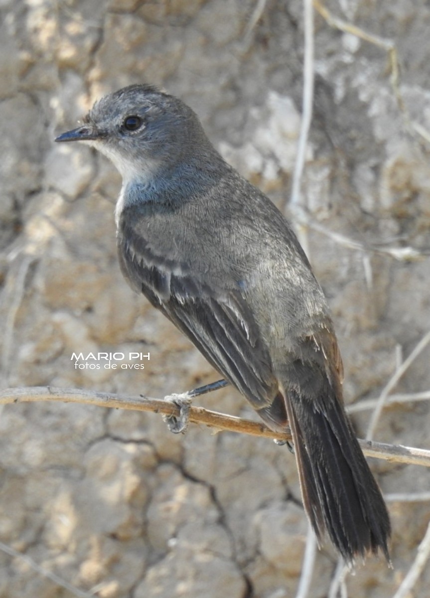 Sooty Tyrannulet - ML219609421