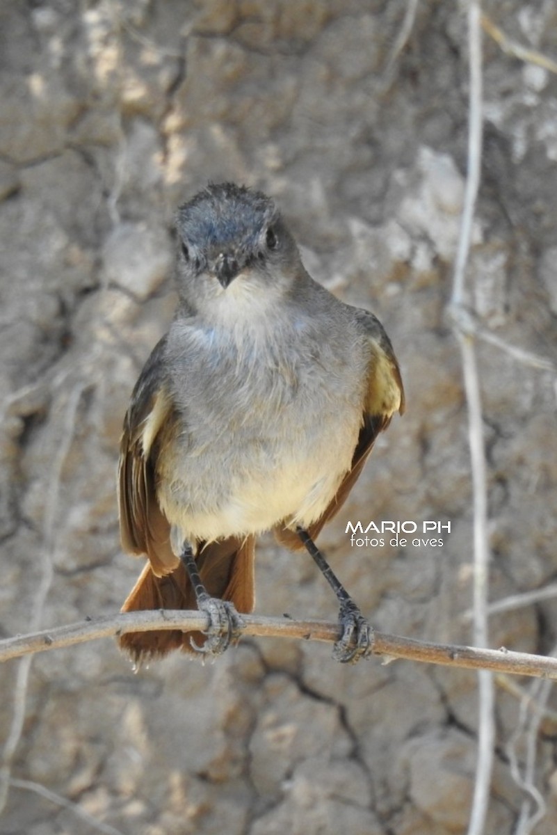 Sooty Tyrannulet - ML219609561