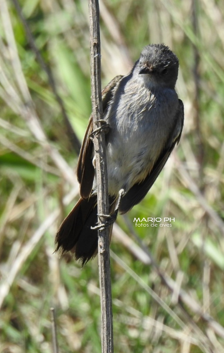 Sooty Tyrannulet - ML219609621