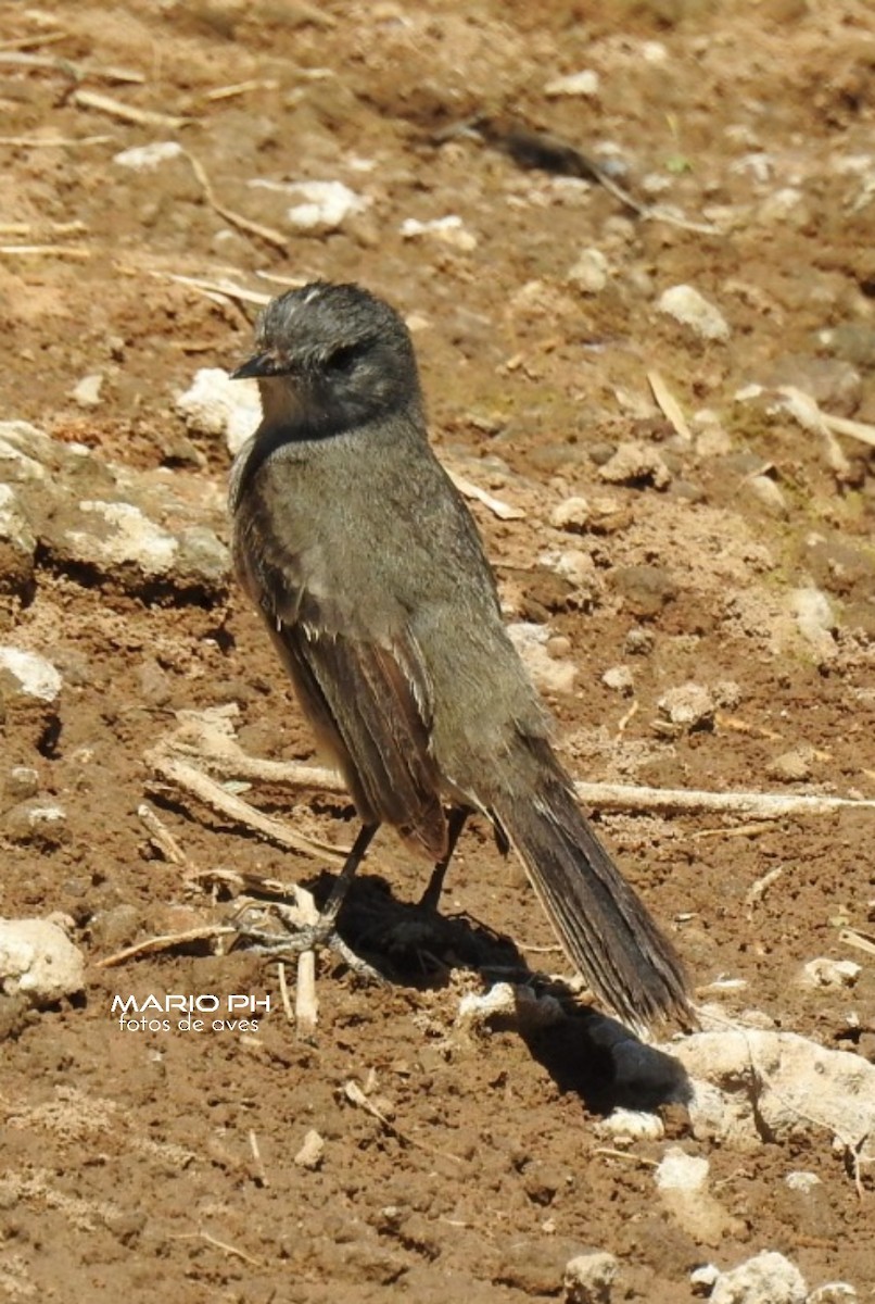 Sooty Tyrannulet - ML219609681