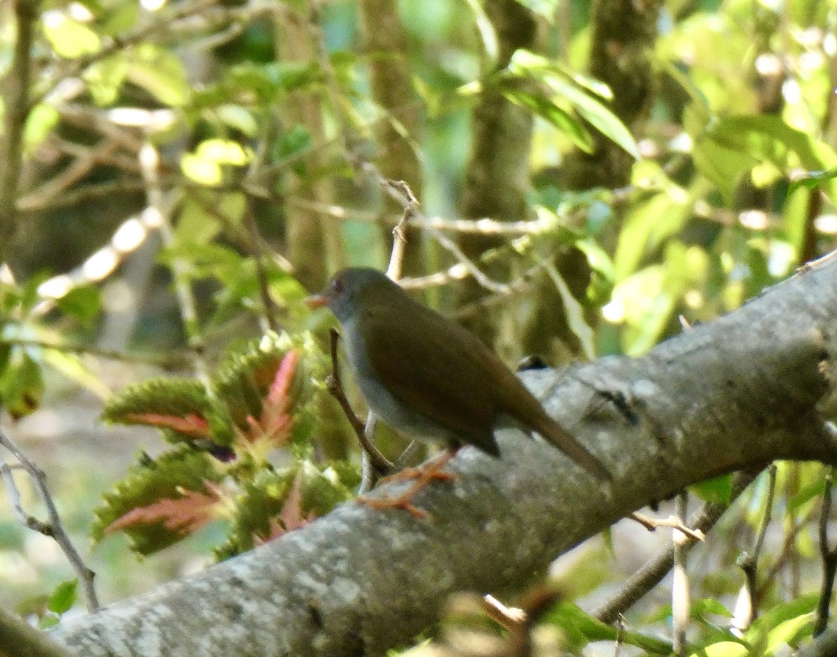 Orange-billed Nightingale-Thrush - ML219611381