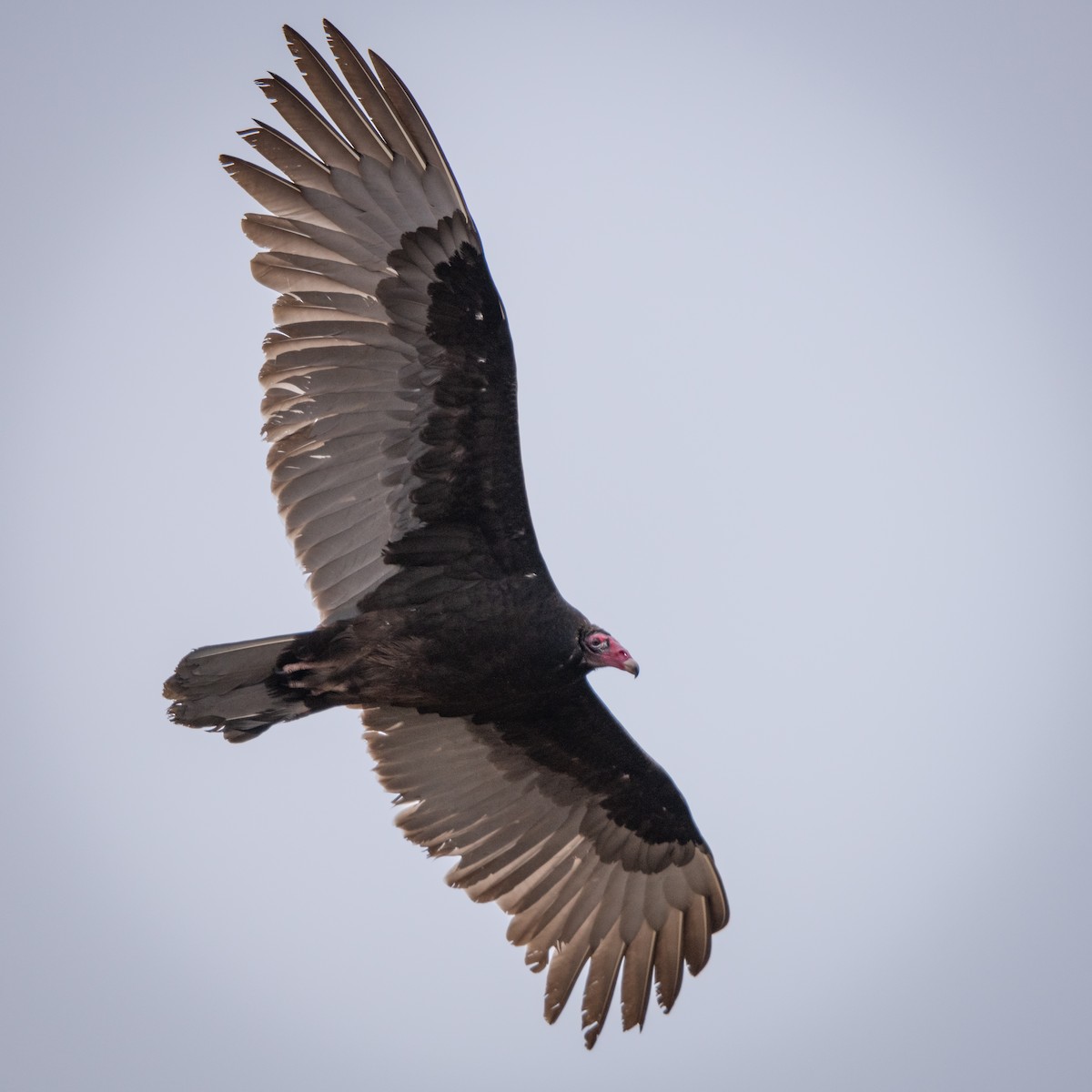 Turkey Vulture - Jason Dain