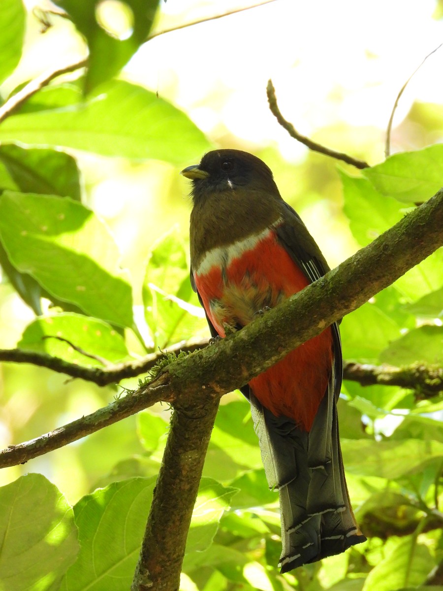 Collared Trogon - ML219612521