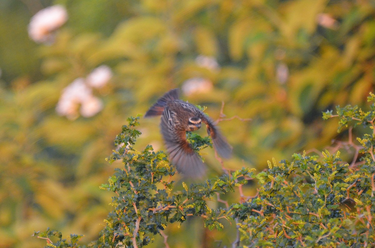 Variegated Flycatcher - ML219613041