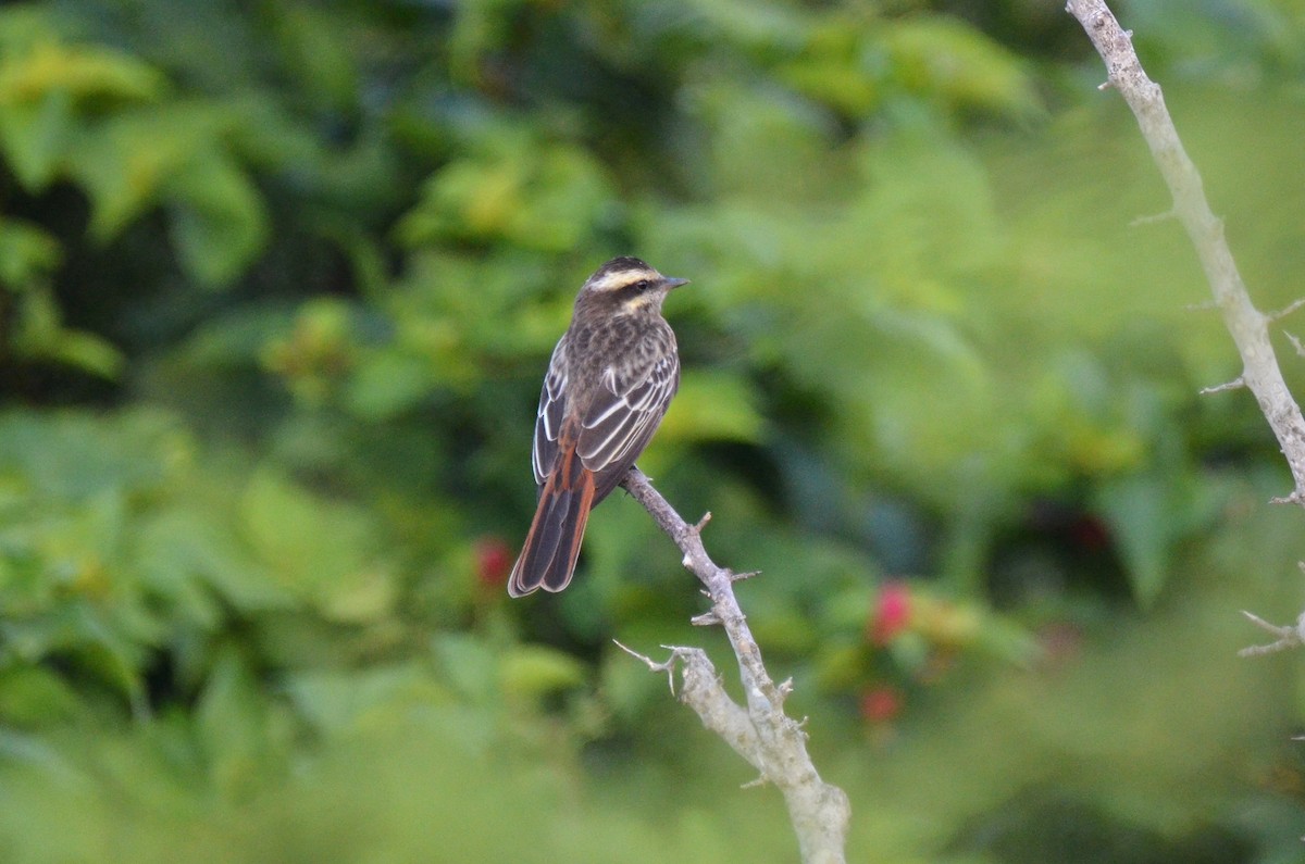 Variegated Flycatcher - ML219613401