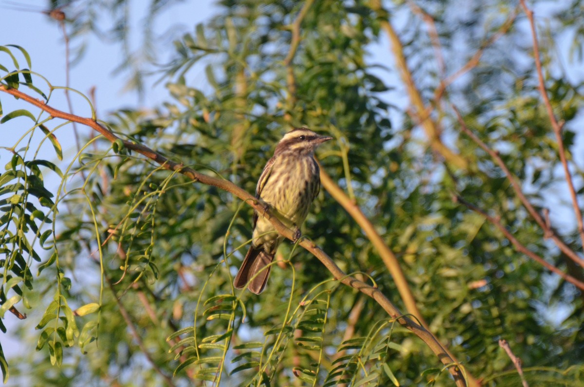 Variegated Flycatcher - ML219613711