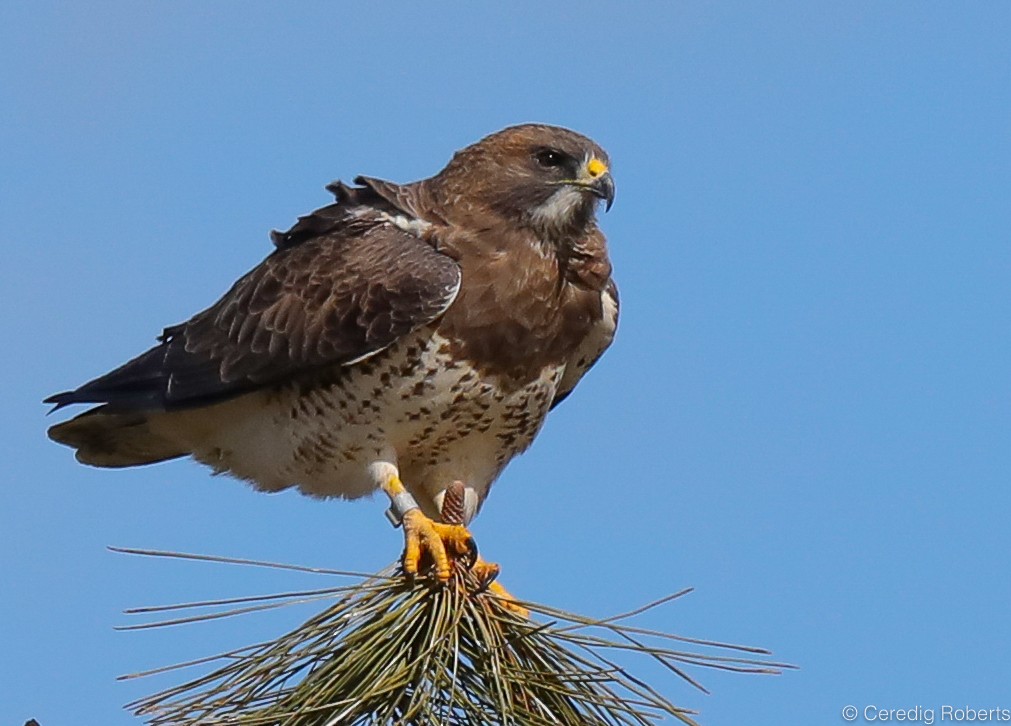 Swainson's Hawk - ML219618001