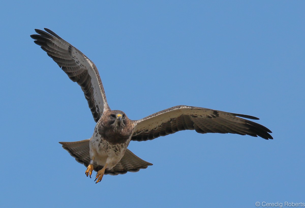 Swainson's Hawk - ML219618031