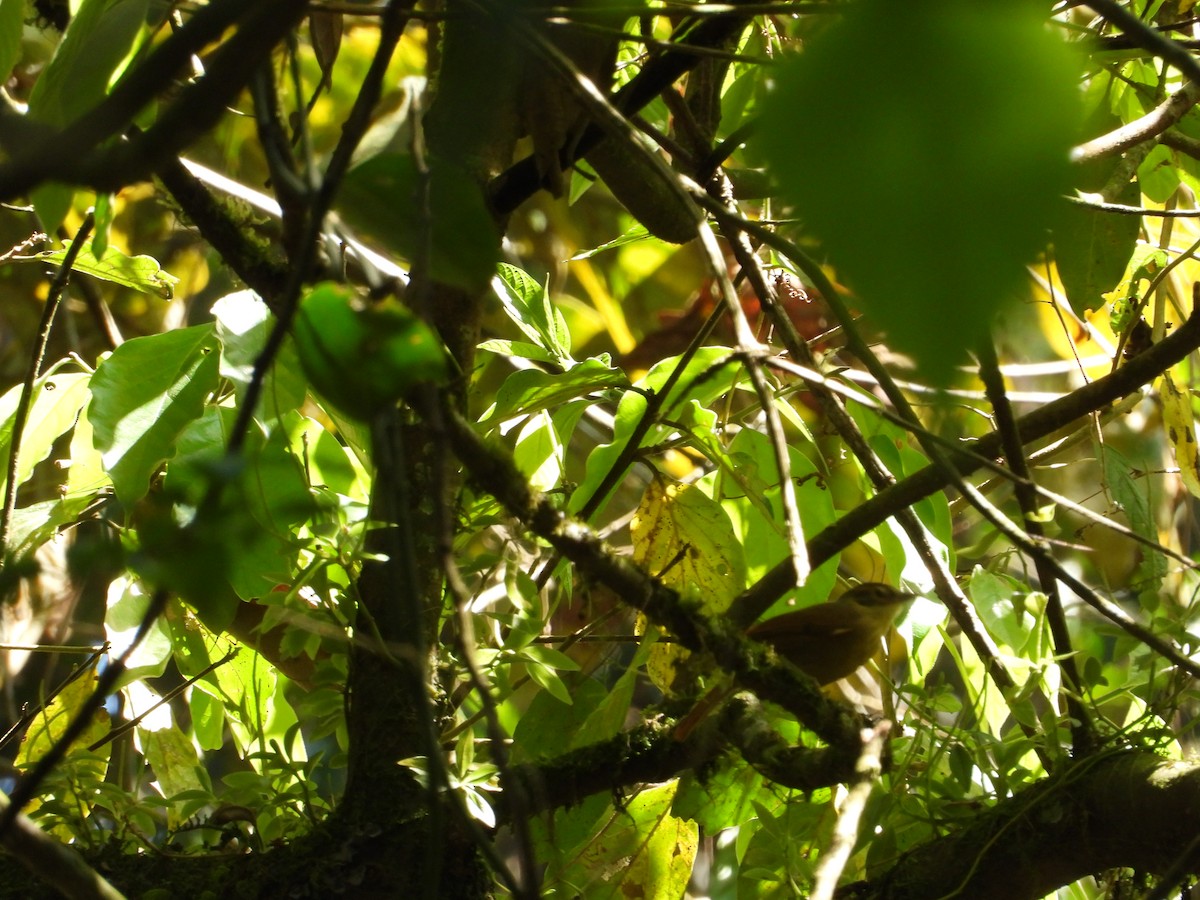 Scaly-throated Foliage-gleaner - ML219618201