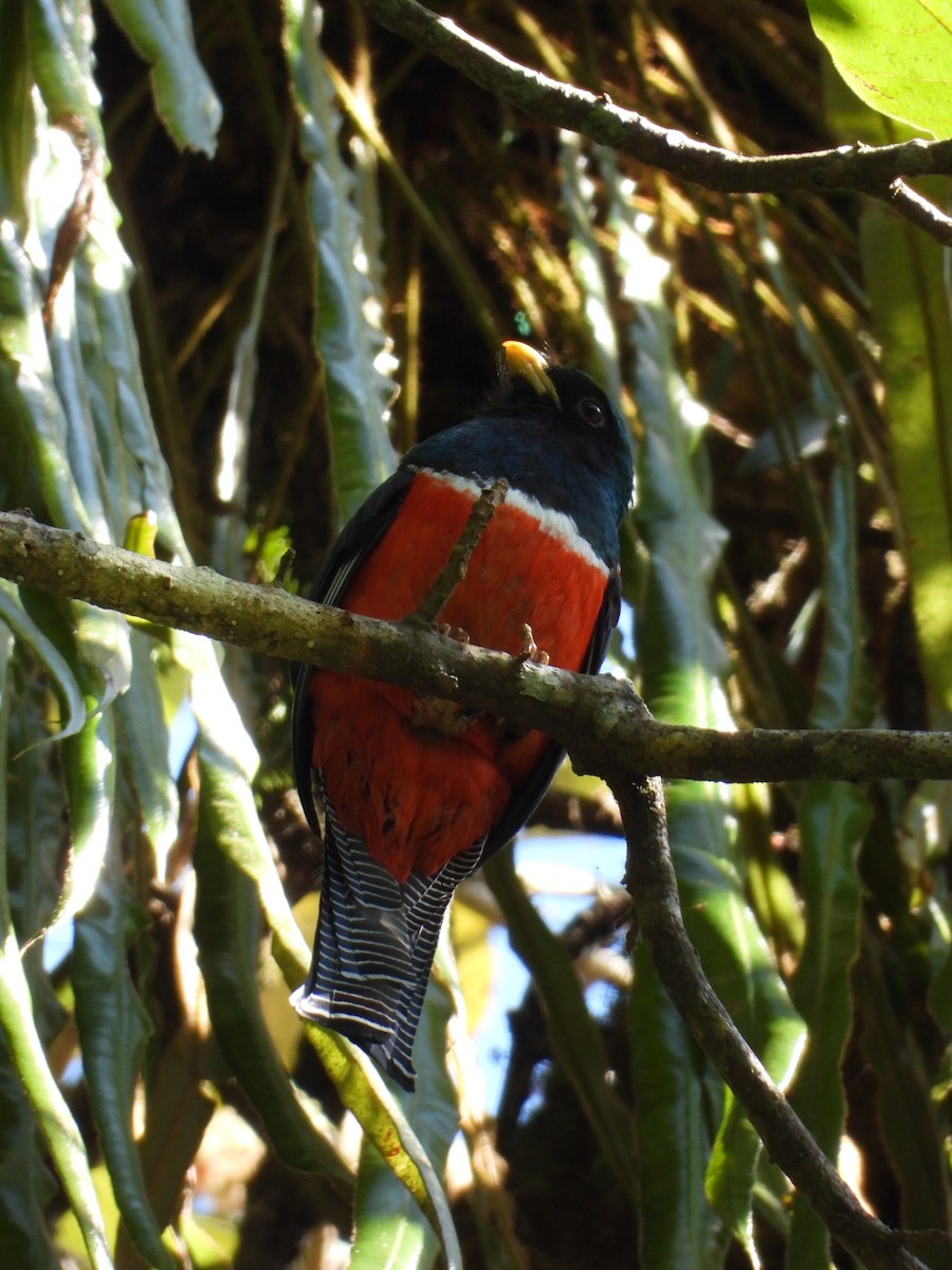 Collared Trogon - ML219620101