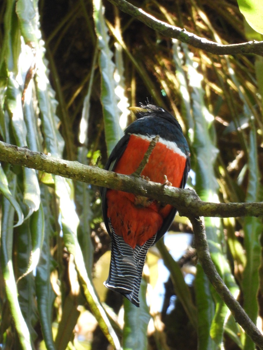 Collared Trogon - ML219620111