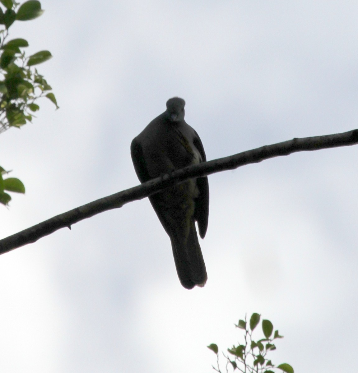 Timor Imperial-Pigeon - Colin Trainor