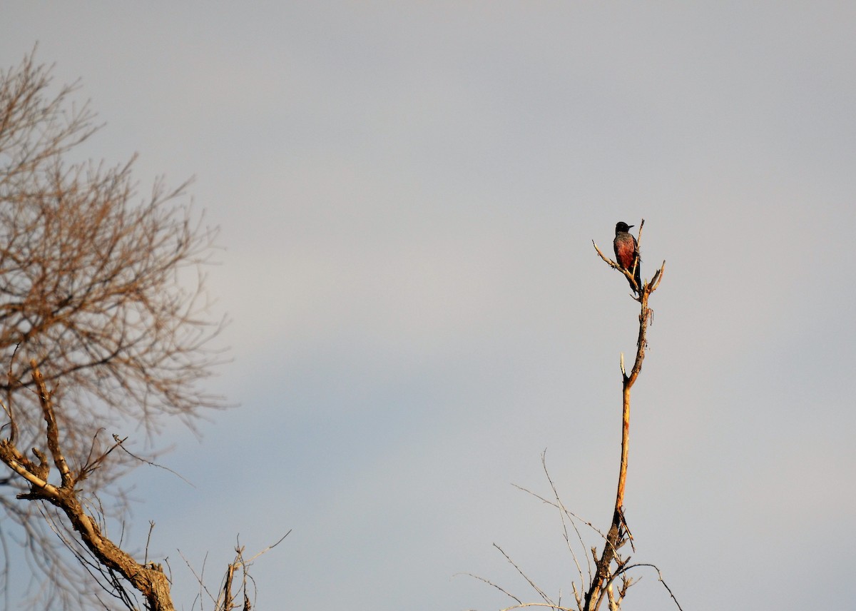 Lewis's Woodpecker - ML219624431