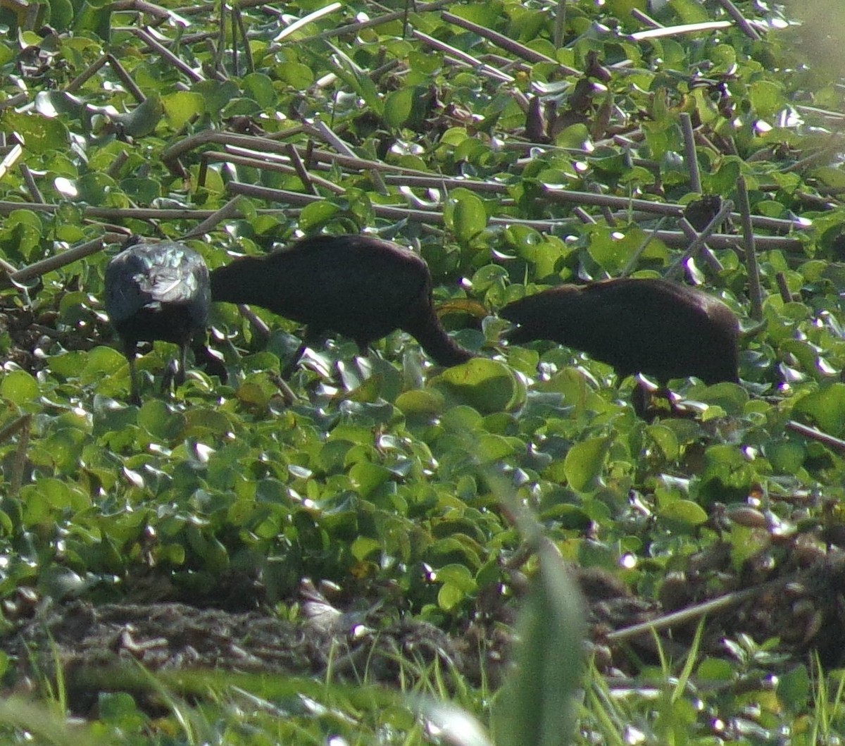 Glossy Ibis - ML219625171