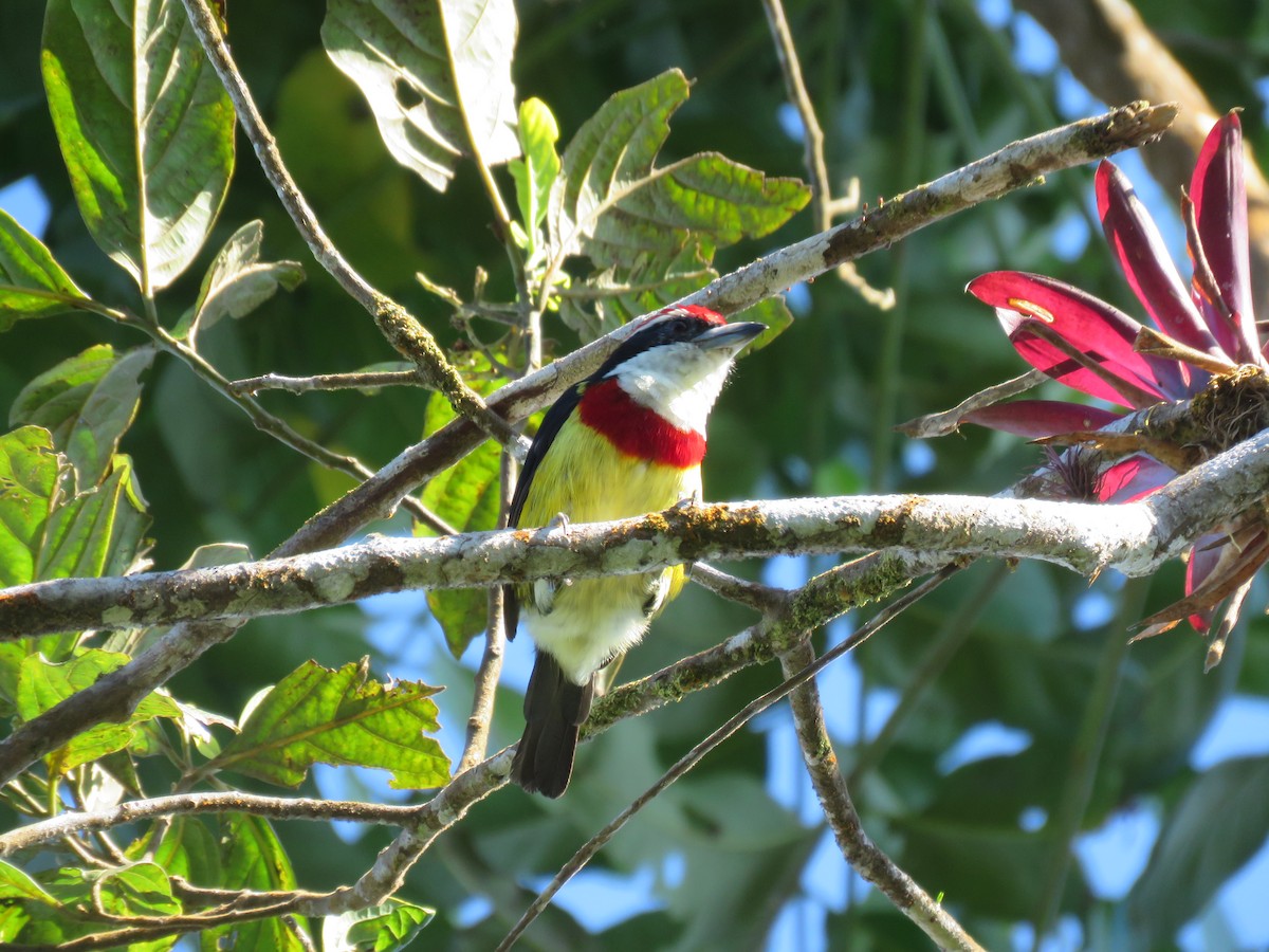 Scarlet-banded Barbet - ML219625791