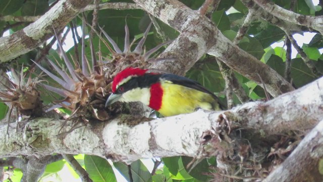 Scarlet-banded Barbet - ML219626221